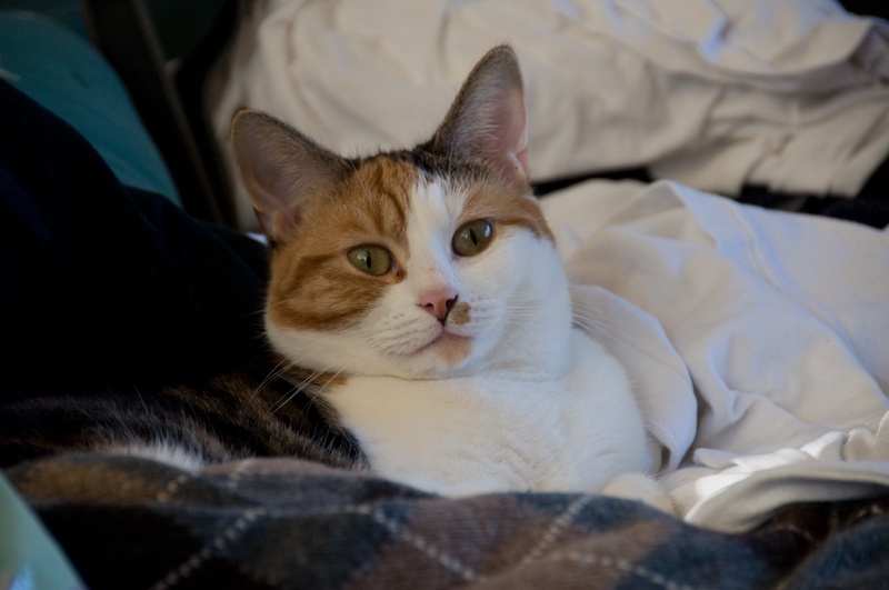 DSC_1235-ab-l